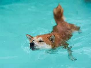 News Article Image Shiba Inu Whales On The Move Again As Bitcoin, Crypto Market Recover