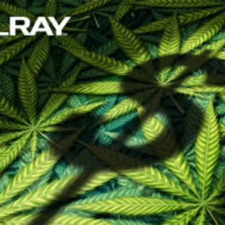 News Article Image ‘Don’t Buy In Just Yet,’ Says Analyst About Tilray Stock